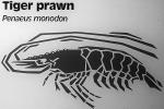 Giant tiger prawn, Asian tiger shrimp, (Penaeus monodon), Malacostraca, Decapoda, Dendrobranchiata, Penaeidae, marine, AARV01P13_15
