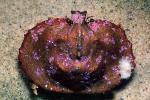 Umbrella Crab, Turtle Crab, (Cryptolithodes sitchensis), Malacostraca, Decapoda, Anomura, Lithodidae, lithodid, AARV01P13_17
