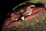 Elbow Crab, Mesorhoea belli, AARV01P13_19