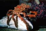 Decorator Crab, (Loxorhynchus crispatus), Malacostraca, Decapoda, Brachyura, Epialtidae, AARV01P14_01