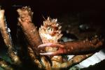 Decorator Crab, (Loxorhynchus crispatus), Malacostraca, Decapoda, Brachyura, Epialtidae, AARV01P14_02