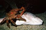 Decorator Crab, (Loxorhynchus crispatus), Malacostraca, Decapoda, Brachyura, Epialtidae, AARV01P14_04