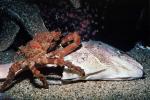 Decorator Crab, (Loxorhynchus crispatus), Malacostraca, Decapoda, Brachyura, Epialtidae, AARV01P14_05