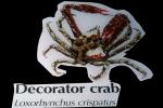 Decorator Crab, (Loxorhynchus crispatus), Malacostraca, Decapoda, Brachyura, Epialtidae, AARV01P14_06