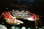 Lined Shore Crab, (Pachygrapsus crassipes), Malacostraca, Decapoda, Brachyura, Grapsidae, AARV01P14_07