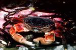 Lined Shore Crab, (Pachygrapsus crassipes), Malacostraca, Decapoda, Brachyura, Grapsidae, AARV01P14_10