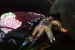 Hermit Crab, (Pagurus samuelis), AARV01P14_13