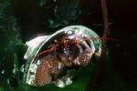 Hermit Crab, (Pagurus samuelis), AARV01P14_14