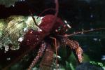 Hermit Crab, (Pagurus samuelis)