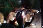 Hermit Crab, (Pagurus samuelis), AARV01P14_16