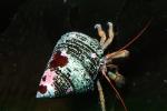 Hermit Crab, (Pagurus samuelis), AARV01P14_17