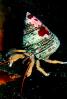 Hermit Crab, (Pagurus samuelis), AARV01P14_18