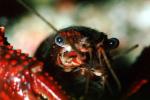Red Crayfish, AARV01P15_01