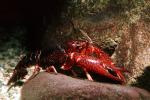 Red Crayfish, AARV01P15_02