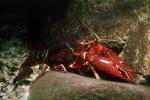 Red Crayfish, AARV01P15_03