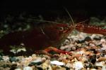 Red Crayfish, AARV01P15_04