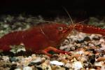 Red Crayfish, AARV01P15_04B