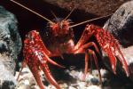 Red Crayfish, AARV01P15_05