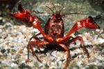 Red Crayfish, AARV01P15_06