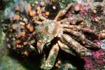 Decorator Crab, (Loxorhynchus crispatus), Malacostraca, Decapoda, Brachyura, Epialtidae, AARV01P15_08
