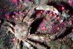 Decorator Crab, (Loxorhynchus crispatus), Malacostraca, Decapoda, Brachyura, Epialtidae, AARV01P15_09