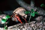 Land Hermit Crab, (Coenobita clypeatus), Decapoda, [Coenobitidae], AARV01P15_11