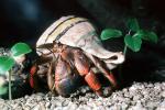 Land Hermit Crab, (Coenobita clypeatus), Decapoda, [Coenobitidae], AARV01P15_12