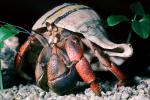 Land Hermit Crab, (Coenobita clypeatus), Decapoda, [Coenobitidae], AARV01P15_13