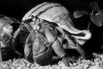 Hermit Crab, Land Hermit Crab, [Coenobitidae], AARV01P15_13BW