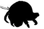 Land Hermit Crab [Coenobitidae] Silhouette, logo, shape