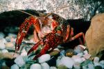 Red Crayfish, AARV01P15_16