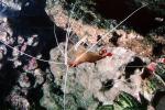 Pacific Cleaner Shrimp, (Lysmata amboinensis), Malacostraca, Decapoda, Hippolytidae, omnivorous, AARV01P15_19