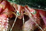Hermit Crab, AARV02P01_02