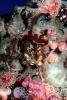 Snapping Shrimp, (Alpheus clamator), Malacostraca, Decapoda, Caridea, Alpheidae, AARV02P01_09