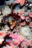 Snapping Shrimp, (Alpheus clamator), Malacostraca, Decapoda, Caridea, Alpheidae, AARV02P01_11