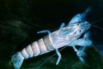 Freshwater Shrimp, (Atya gabonensis), Malacostraca, Decapoda, Atyidae, AARV02P01_15