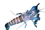 Freshwater Shrimp object, (Atya gabonensis), Malacostraca, Decapoda, Atyidae, photo-object, object, cut-out, cutout, AARV02P01_15F