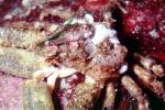 Crab, AARV02P01_19
