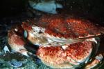 Rock Crab, Cancer antennarius, AARV02P02_02
