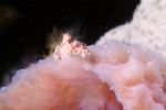 Teardrop Crab, Pelia mutica, AARV02P02_03B