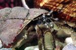 Hermit Crab, AARV02P02_15