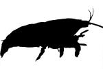 Freshwater Shrimp, (Atya gabonensis) Silhouette, Malacostraca, Decapoda, Atyidae, shape, logo