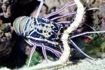 Painted Spiny Lobster, (Panulirus versicolor), Malacostraca, Decapoda, Palinuridae, AARV02P03_02