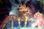 California Spiny Lobster, (Panulirus interruptus), Malacostraca, Decapoda, Achelata, Palinuridae, AARV02P03_12
