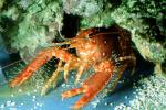 California Spiny Lobster, (Panulirus interruptus), Malacostraca, Decapoda, Achelata, Palinuridae, AARV02P03_13