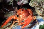 California Spiny Lobster, (Panulirus interruptus), Malacostraca, Decapoda, Achelata, Palinuridae, AARV02P03_14
