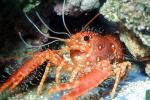 California Spiny Lobster, (Panulirus interruptus), Malacostraca, Decapoda, Achelata, Palinuridae, AARV02P03_15