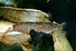 Singapore Shrimp, (Atyopsis moluccensis), Wood Shrimp, Malacostraca, Decapoda, Atyidae, freshwater, AARV02P03_16