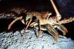 California Spiny Lobster, (Panulirus interruptus), Malacostraca, Decapoda, Achelata, Palinuridae, AARV02P04_14