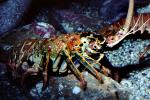 California Spiny Lobster, (Panulirus interruptus), Malacostraca, Decapoda, Achelata, Palinuridae, AARV02P04_16